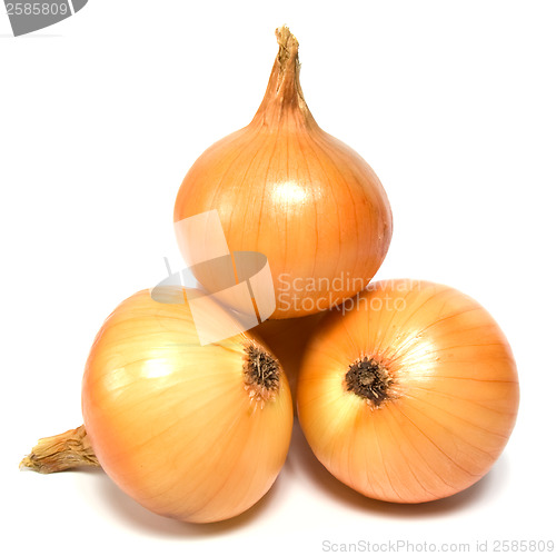 Image of onion isolated on white background