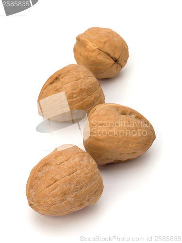 Image of Circassian walnut isolated on the white background 