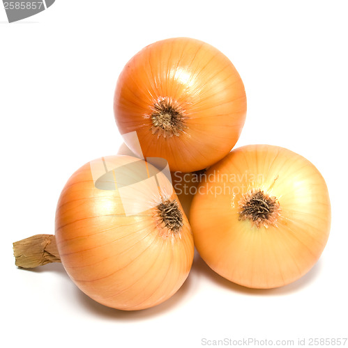 Image of onion isolated on white background