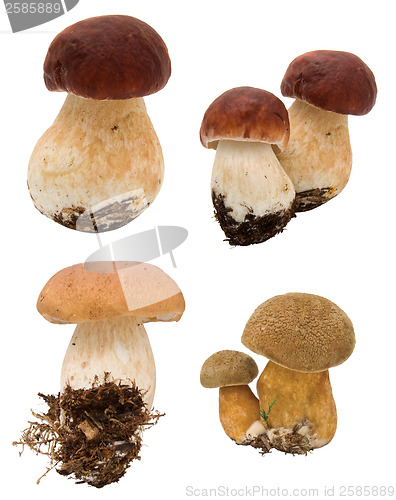Image of Collection of mushrooms isolated on white 