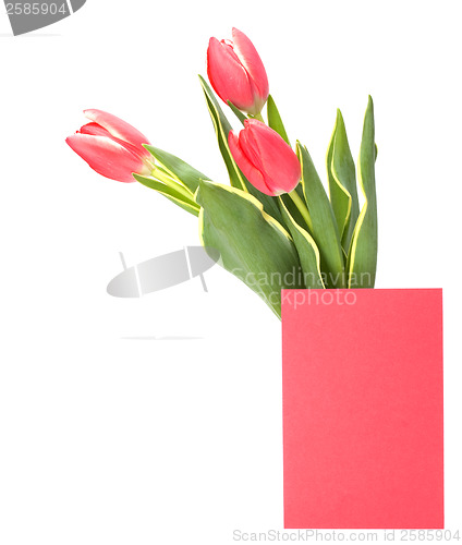 Image of greeting card  with pink tulips  isolated on white background