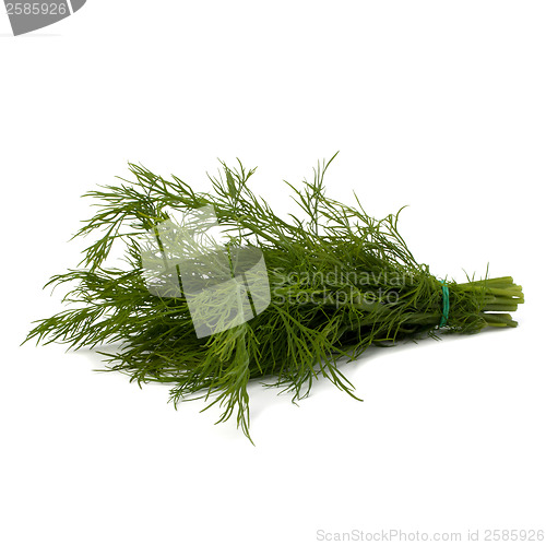 Image of dill isolated on white background