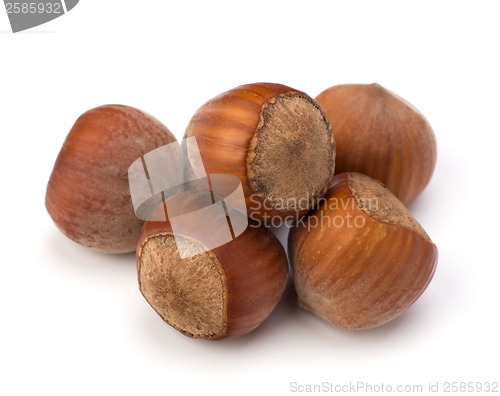 Image of hazelnuts isolated on white background