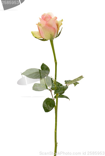 Image of Beautiful rose   isolated on white background 