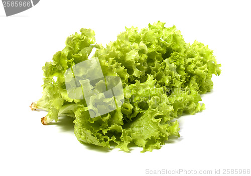 Image of Lettuce salad isolated on white background 