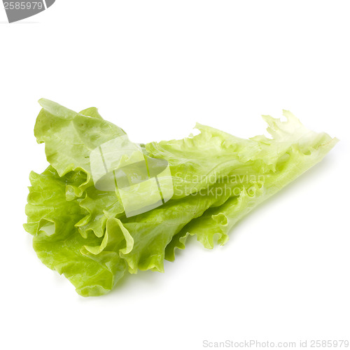 Image of Lettuce salad isolated on white background