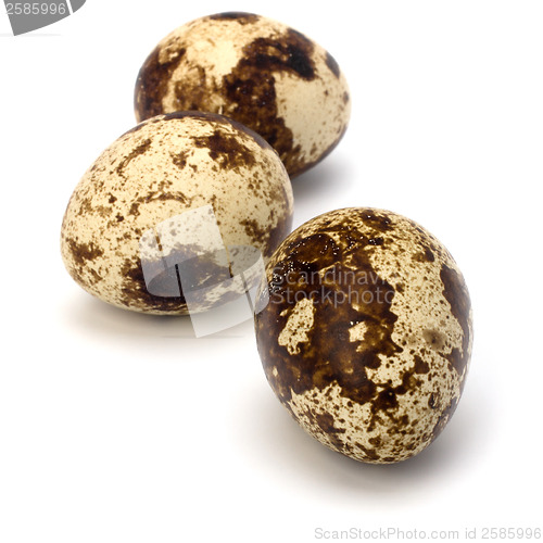 Image of quail eggs