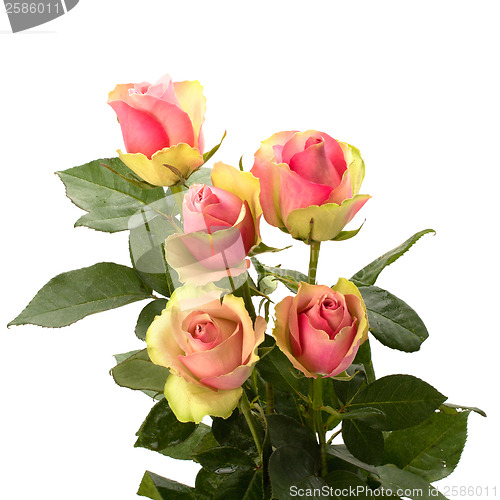 Image of Beautiful roses isolated on white background 