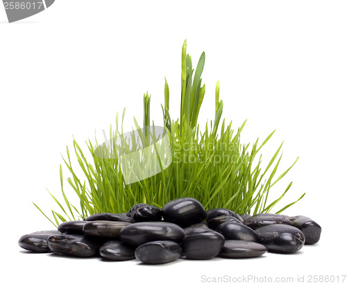 Image of grass and stones isolated on white background