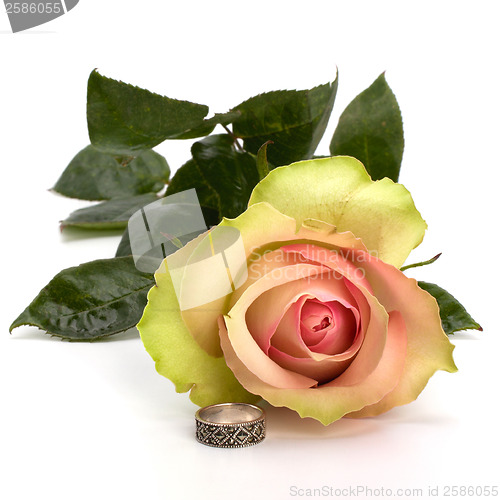 Image of Beautiful rose with wedding ring  isolated on white background 