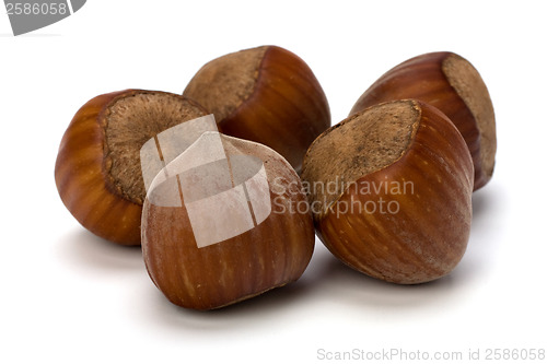 Image of hazelnuts isolated on white background