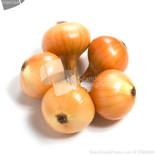 Image of onion isolated on white background
