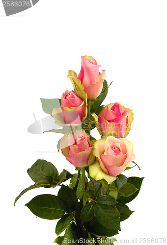 Image of Beautiful roses isolated on white background 