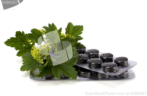 Image of herbal medicine isolated on white background 