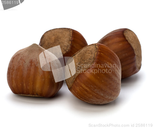 Image of hazelnuts isolated on white background