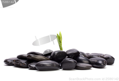 Image of grass and stones isolated on white background