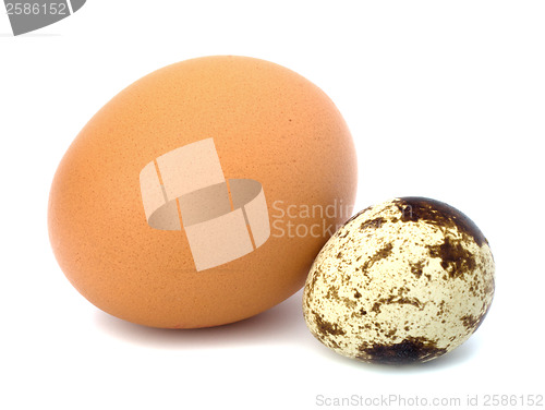 Image of quail and hen's eggs
