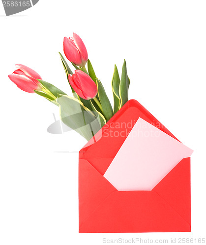 Image of greeting card  with pink tulips  isolated on white background