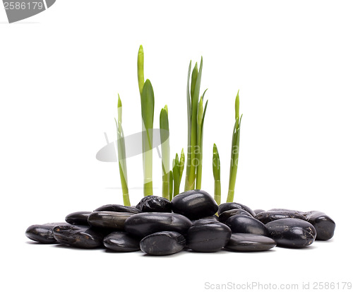 Image of grass and stones isolated on white background