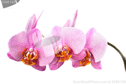 Image of orchid