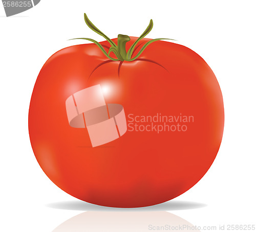 Image of raster. tomato