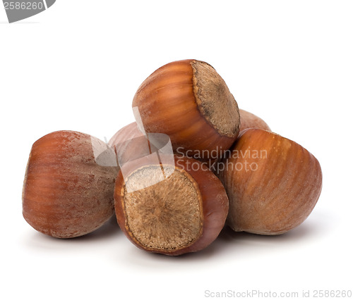 Image of hazelnuts isolated on white background