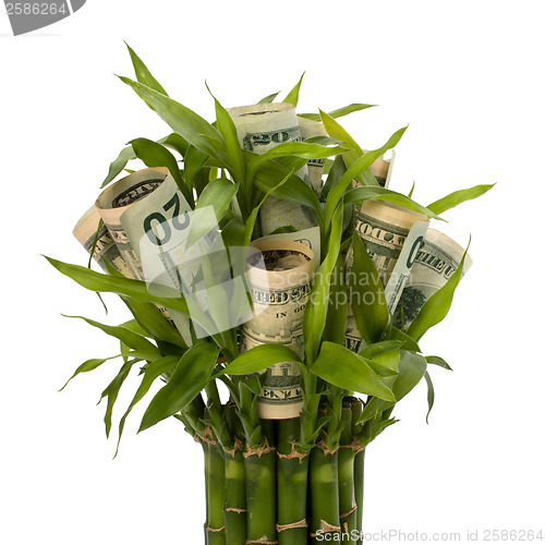 Image of Money growing concept