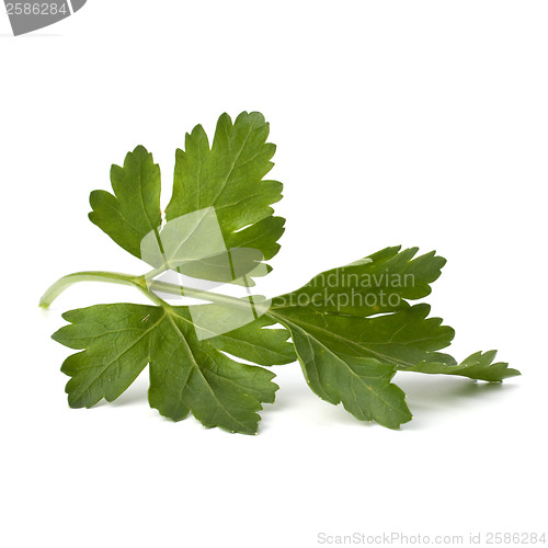 Image of parsley branch isolated on white background