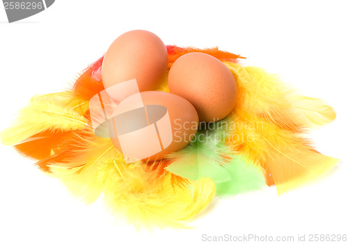 Image of Eggs and feather isolated on white background. Easter decor.