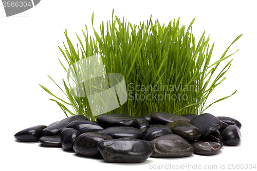 Image of grass and stones isolated on white background