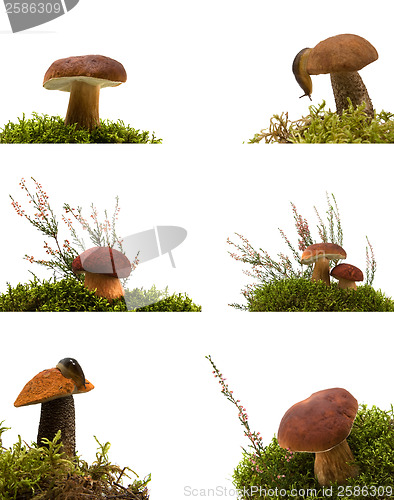 Image of Collection of mushrooms isolated on white 