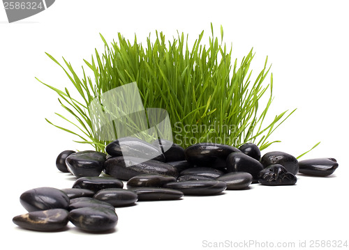 Image of grass and stones isolated on white background