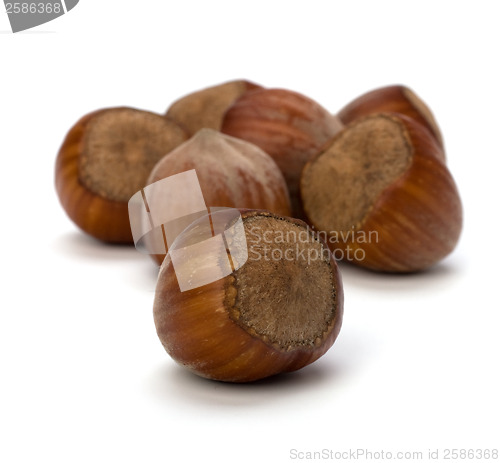 Image of hazelnuts isolated on white background