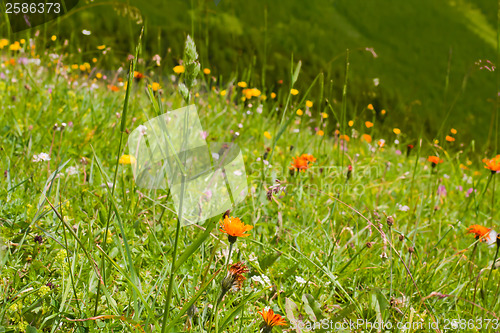 Image of alps flowers