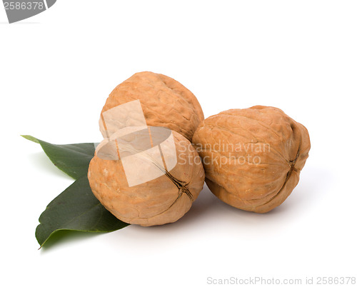 Image of  walnut 