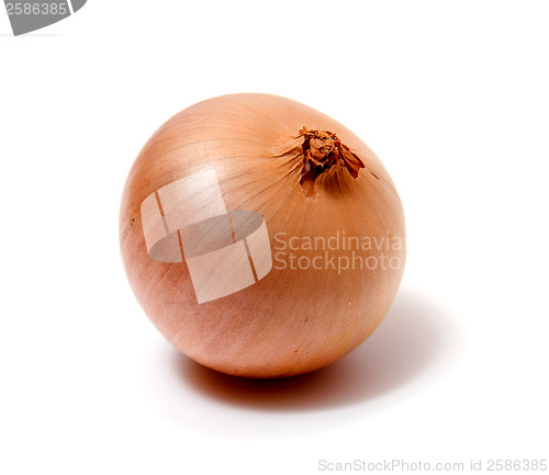 Image of onion isolated on white