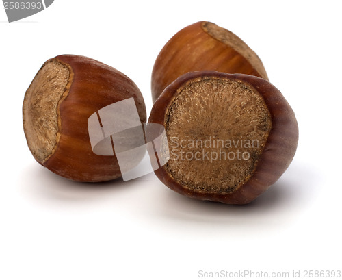 Image of hazelnuts isolated on white background