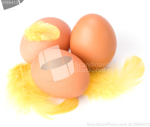 Image of Eggs and feather isolated on white background. Easter decor.