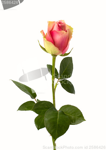 Image of Beautiful rose   isolated on white background 