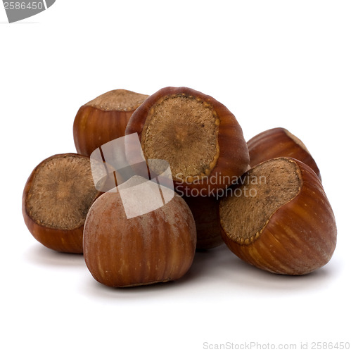 Image of hazelnuts isolated on white background