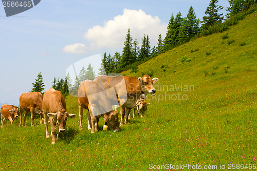 Image of Herd of cows grazing in Alps