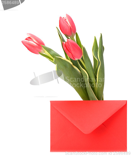 Image of greeting card  with pink tulips  isolated on white background