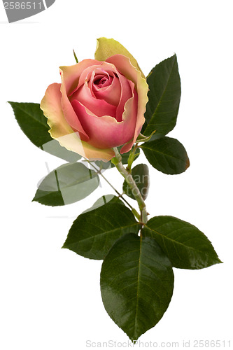 Image of Beautiful rose   isolated on white background 