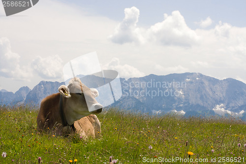 Image of grazing cow
