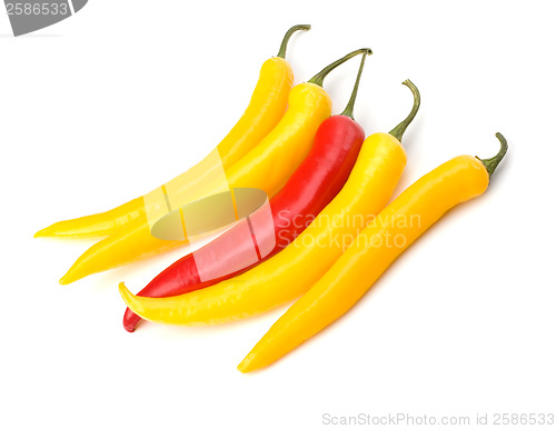 Image of Chili pepper isolated on white background
