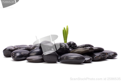 Image of grass and stones isolated on white background