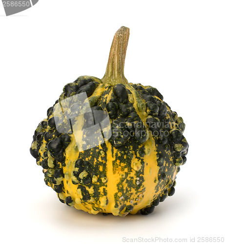 Image of Decorative pumpkin 
