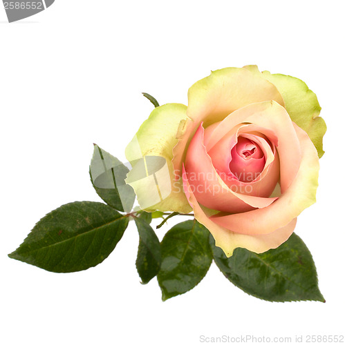 Image of Beautiful rose   isolated on white background 