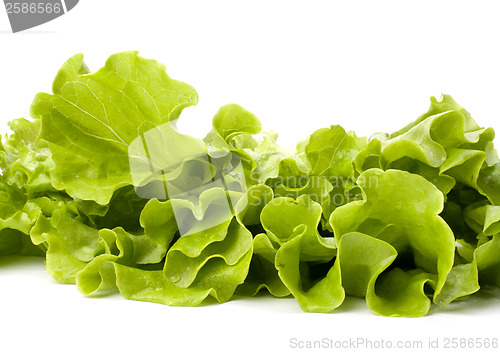 Image of Lettuce salad isolated on white background