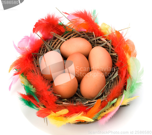 Image of easter egg in nest isolated on white background